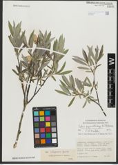 Foto von Salix schugnanica Goerz